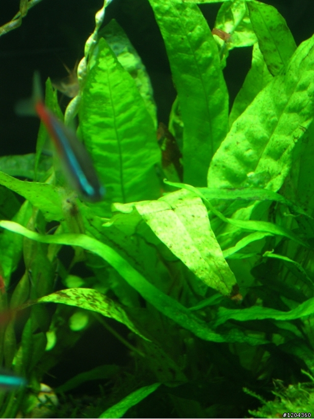 新手設1.5呎水草缸@Q@