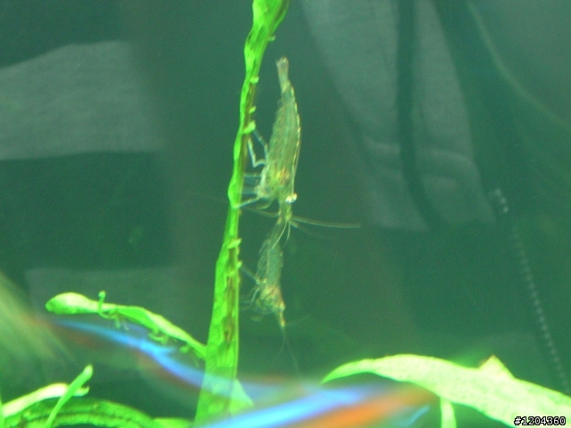 新手設1.5呎水草缸@Q@