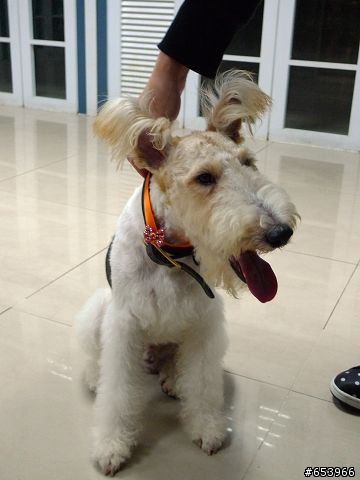 <待認養><找主人>剛毛獵狐犬(已認養成功!!!)請版主幫忙關版!!謝謝