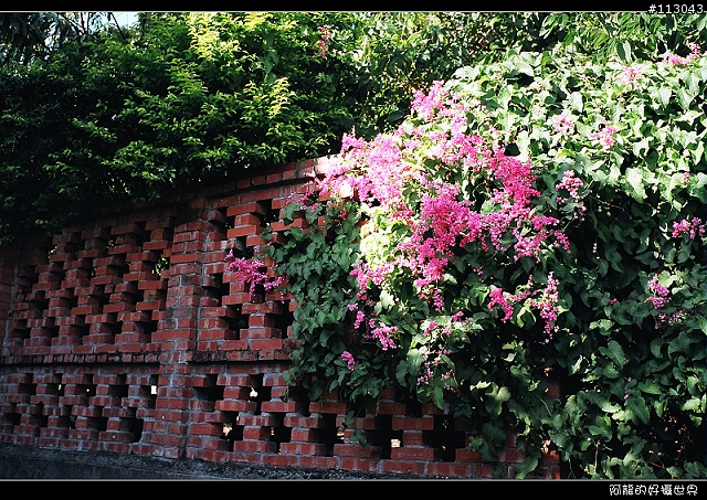 【分享】福倫達家的八枚玉~~Voigtlander NOKTON classic 35mm/F1.4