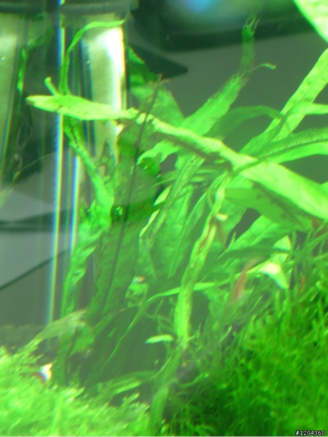 新手設1.5呎水草缸@Q@