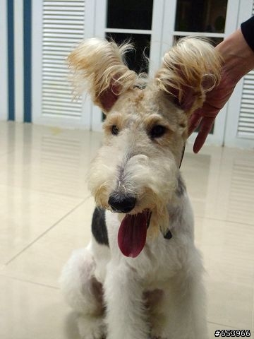 <待認養><找主人>剛毛獵狐犬(已認養成功!!!)請版主幫忙關版!!謝謝