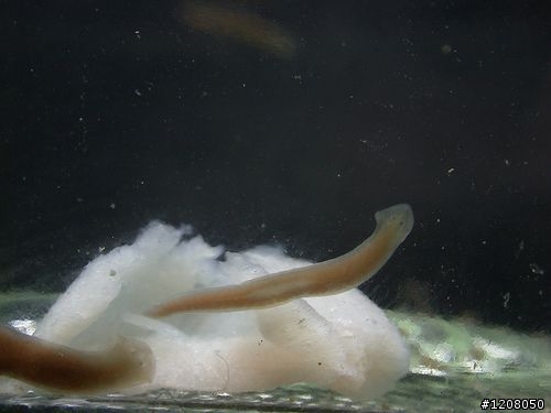 水晶蝦缸---之七大害蟲圖解簡介