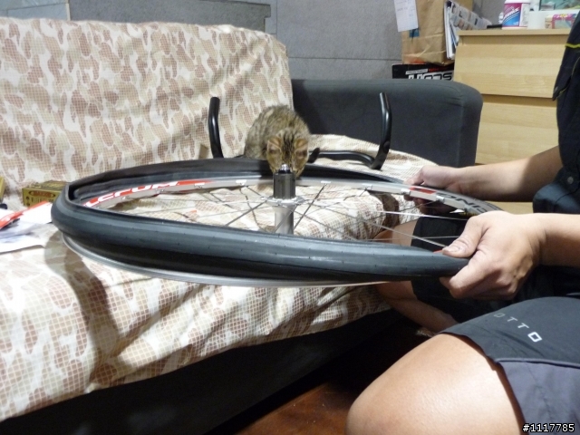 太座 頂著先的愛駒 CINELLI LITTLE WING