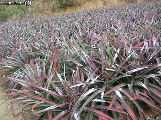 高雄縣 大竹村鳳梨園+東照山關帝廟環線