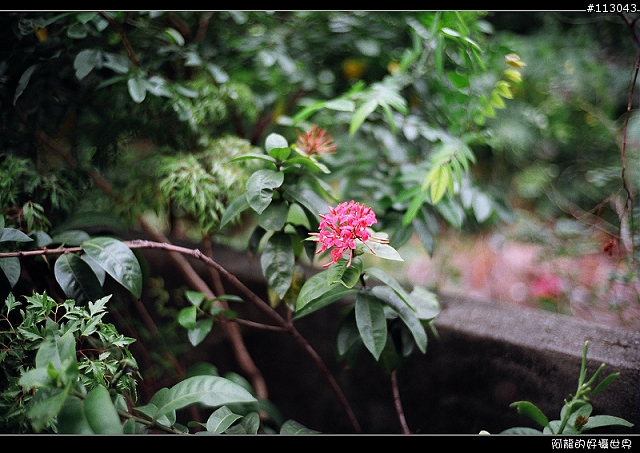 【分享】福倫達家的八枚玉~~Voigtlander NOKTON classic 35mm/F1.4