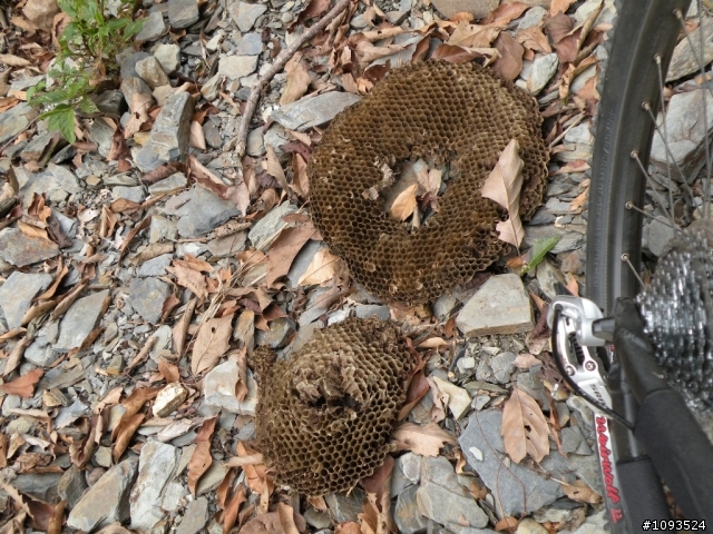 沙溪林道騎到沒路(36K)