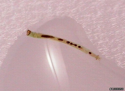 水晶蝦缸---之七大害蟲圖解簡介