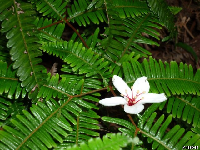 2009苗栗油桐花搶先報