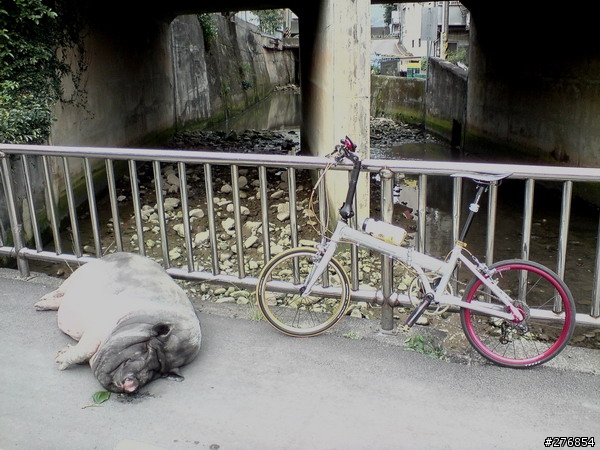騎車遇到豬