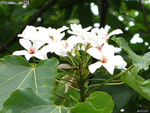 桐花祭-銀保善存雙人組銅鑼賞花鐵馬行