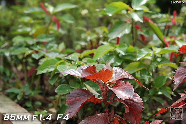 沒啥實質意義的Nikon AF 85mm f1.4以及f1.8 散景PK(85張圖)