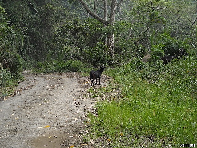 雲林草嶺~嘉義豐山 林道路線