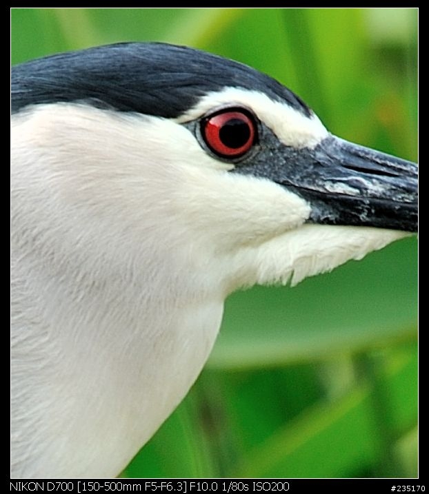 D700 + Sigma 150-500 OS 再加 Kenko 1.4X 實拍