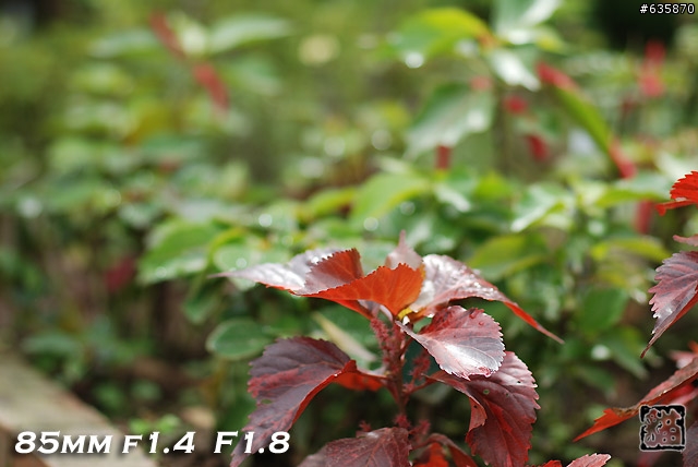 沒啥實質意義的Nikon AF 85mm f1.4以及f1.8 散景PK(85張圖)