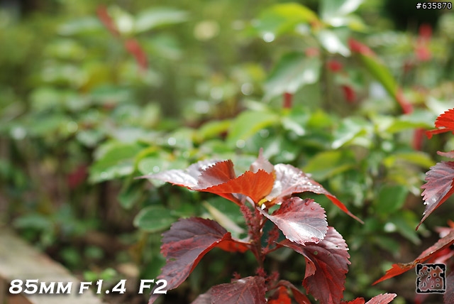 沒啥實質意義的Nikon AF 85mm f1.4以及f1.8 散景PK(85張圖)