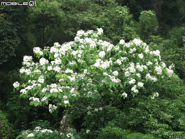 桐花祭-銀保善存雙人組銅鑼賞花鐵馬行