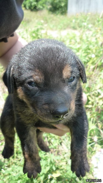 『高雄』想當您家寶貝的幼犬