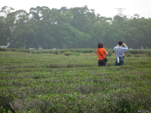 2009苗栗油桐花搶先報