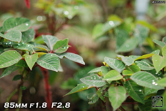 沒啥實質意義的Nikon AF 85mm f1.4以及f1.8 散景PK(85張圖)