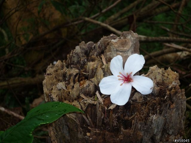 2009苗栗油桐花搶先報