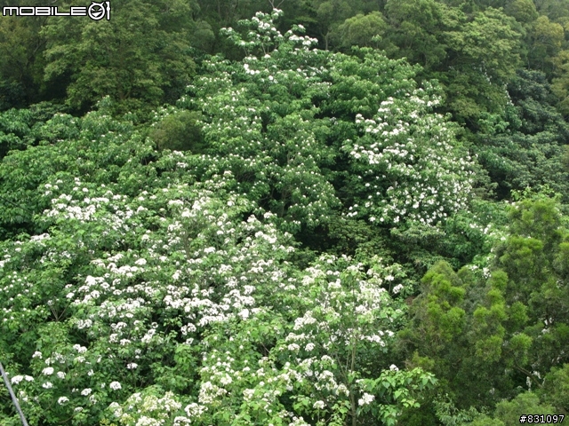 桐花祭-銀保善存雙人組銅鑼賞花鐵馬行