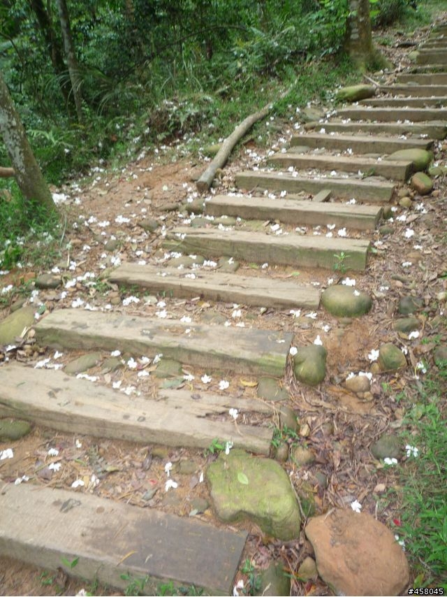 2009苗栗油桐花搶先報