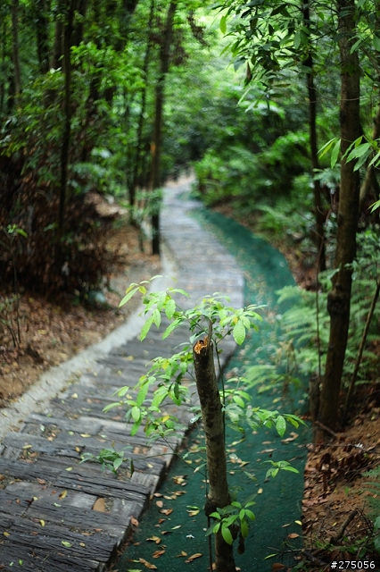 彰化-福田賞桐生態園區