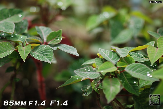 沒啥實質意義的Nikon AF 85mm f1.4以及f1.8 散景PK(85張圖)