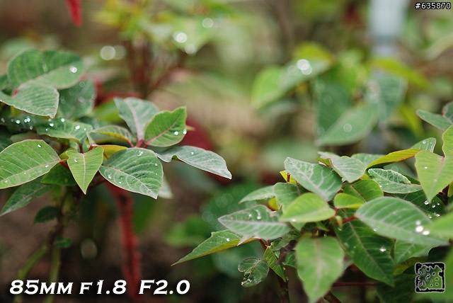 沒啥實質意義的Nikon AF 85mm f1.4以及f1.8 散景PK(85張圖)
