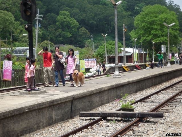 2009苗栗油桐花搶先報