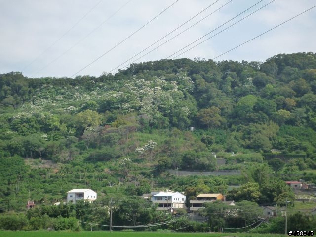 2009苗栗油桐花搶先報