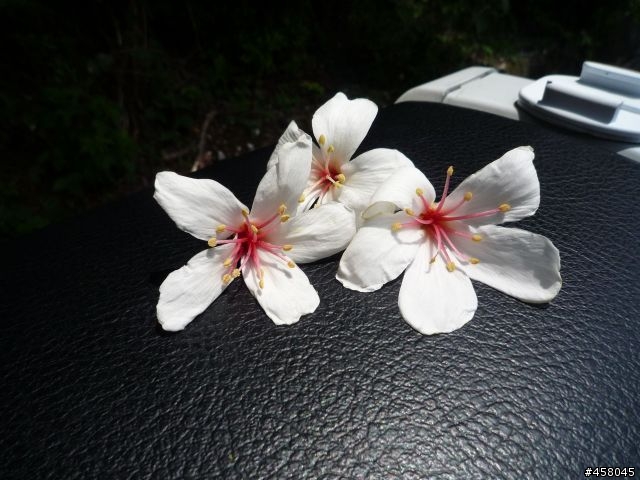 2009苗栗油桐花搶先報