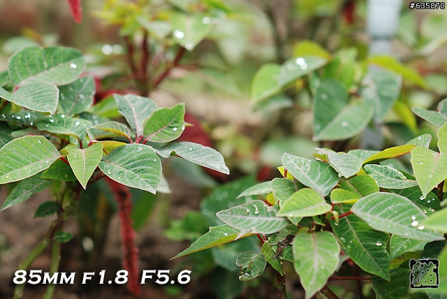 沒啥實質意義的Nikon AF 85mm f1.4以及f1.8 散景PK(85張圖)