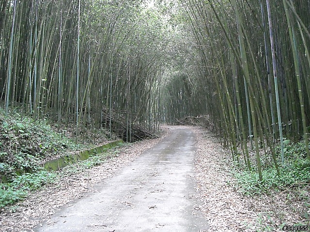 雲林草嶺~嘉義豐山 林道路線