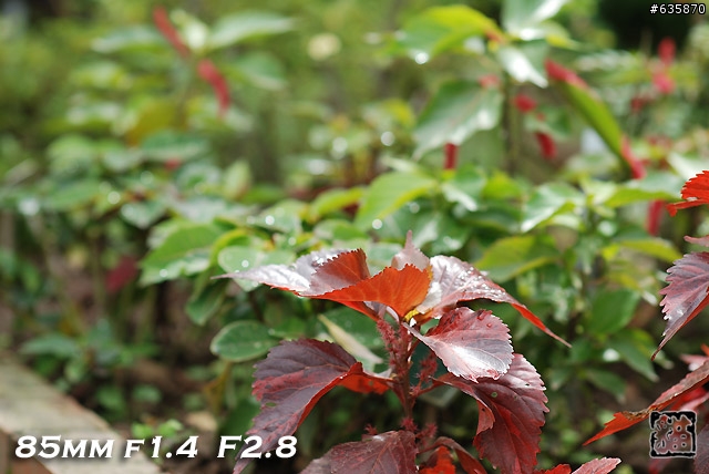 沒啥實質意義的Nikon AF 85mm f1.4以及f1.8 散景PK(85張圖)