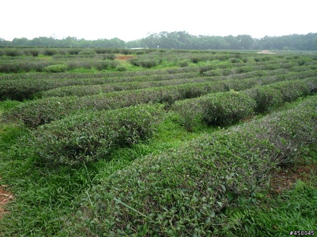 2009苗栗油桐花搶先報