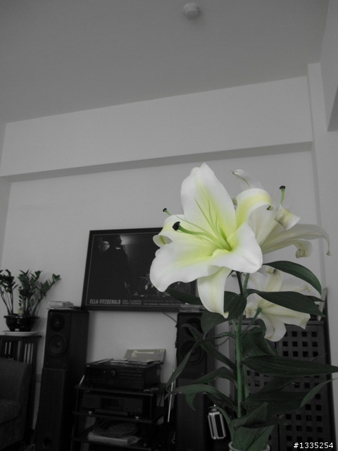 《Canon IXUS 110 IS》之「藍色蜘蛛網」版開箱文
