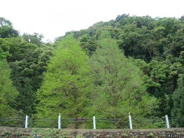 土場、太平山、翠峰湖鐵人三項遊記