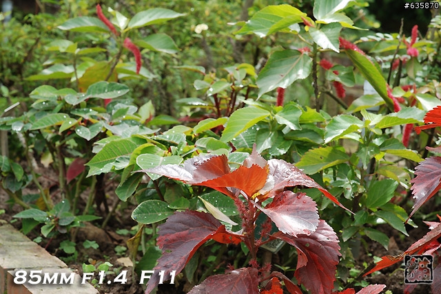 沒啥實質意義的Nikon AF 85mm f1.4以及f1.8 散景PK(85張圖)
