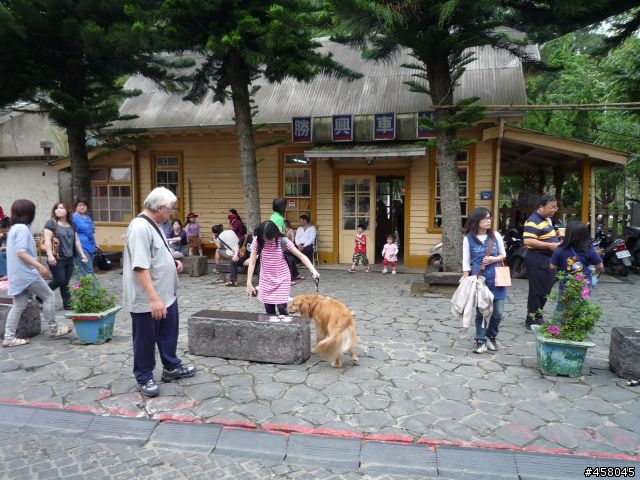 2009苗栗油桐花搶先報