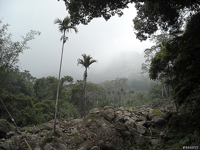 雲林草嶺~嘉義豐山 林道路線