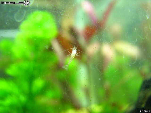 一尺水草缸一些問題求助(新增小小蝦照片)