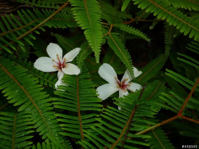 2009苗栗油桐花搶先報