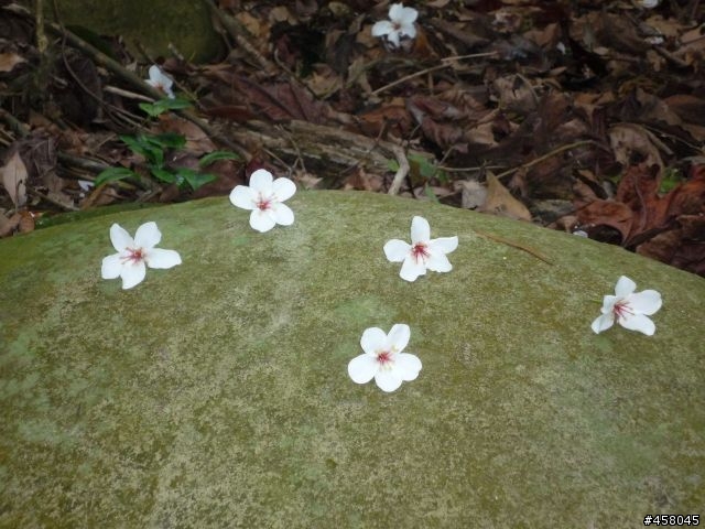 2009苗栗油桐花搶先報