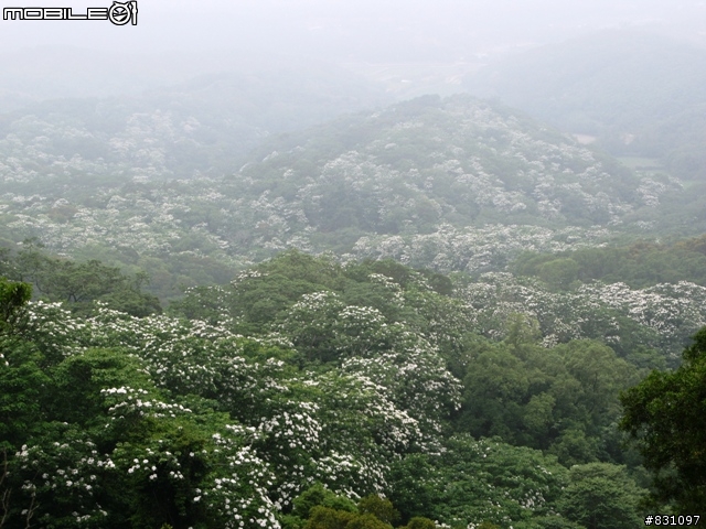 桐花祭-銀保善存雙人組銅鑼賞花鐵馬行
