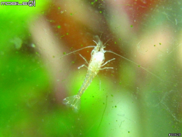 一尺水草缸一些問題求助(新增小小蝦照片)