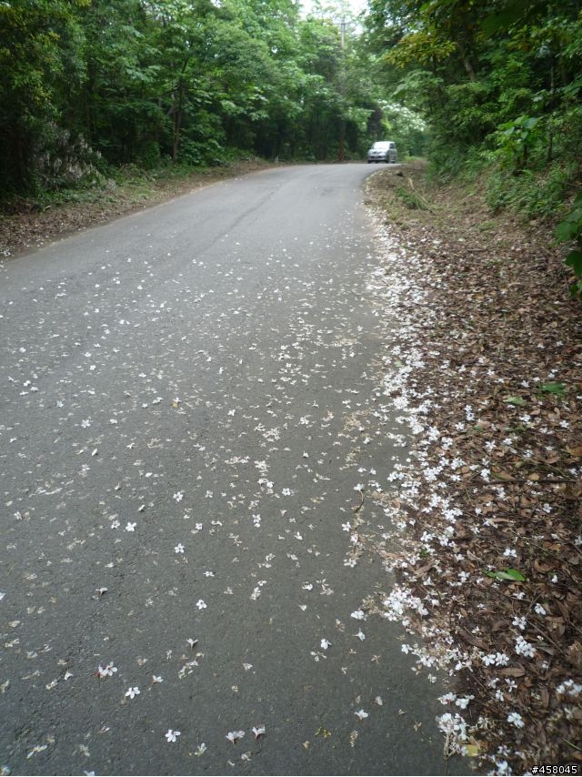 2009苗栗油桐花搶先報
