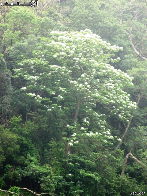 桐花祭-銀保善存雙人組銅鑼賞花鐵馬行