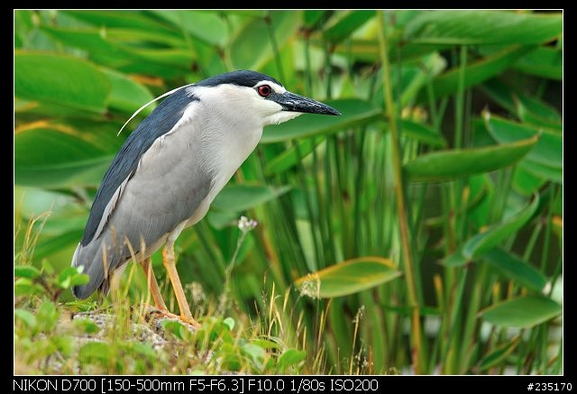 D700 + Sigma 150-500 OS 再加 Kenko 1.4X 實拍